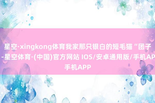 星空·xingkong体育我家那只银白的短毛猫“团子”-星空体育·(中国)官方网站 IOS/安卓通用版/手机APP